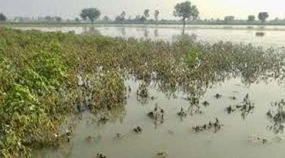ગુજરાતમાં મિની વાવાઝોડા સાથે વરસાદ ખાબકતા ખેડૂતને તૈયાર પાકનું ભારે નુકસાન