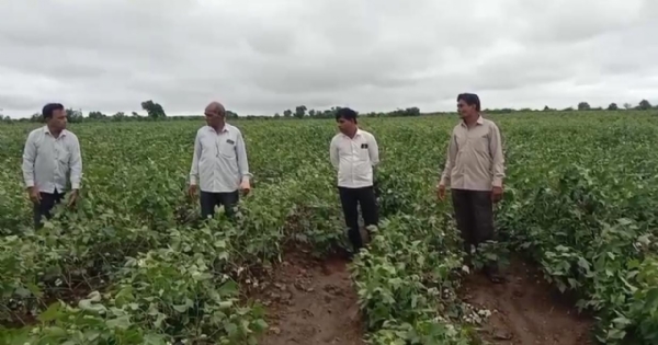 ધારી પંથકમાં વરસાદ અને પવનથી કપાસ-મગફળીના પાકને નુકસાન : ખેડૂતોની સરકાર પાસે સહાયની માંગ
