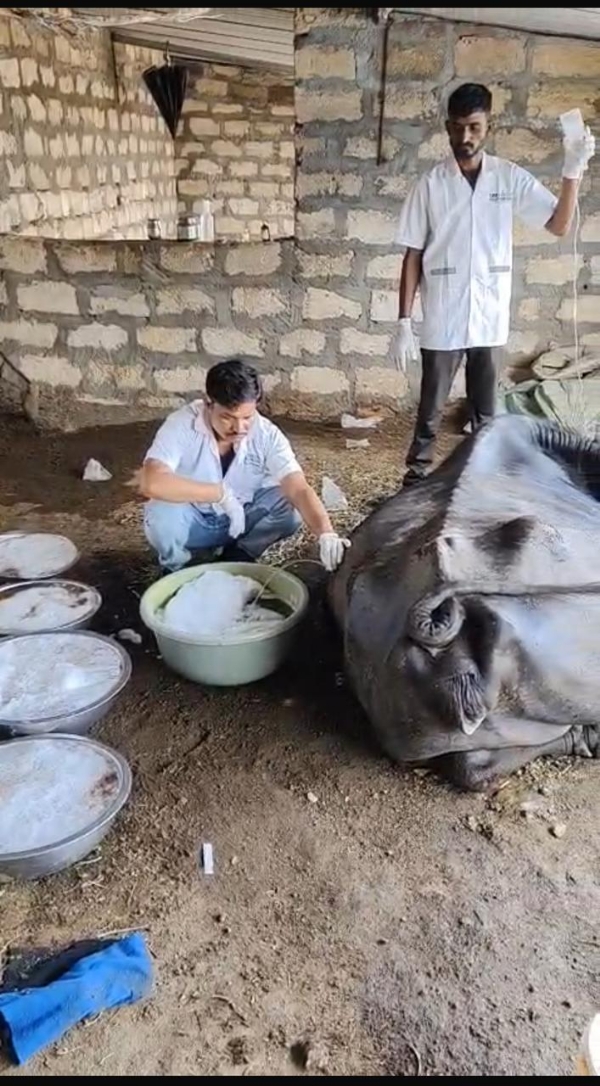 1962 એનિમલ એમ્બ્યુલન્સ