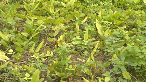 લાભ પાંચમ પહેલાં જ કમોસમી વરસાદનો ત્રાટકો: બહુચરાજી અને ઊંઝામાં ધોધમાર વરસાદથી ખેડૂતો મુશ્કેલીમાં લાભ પાંચમ પહેલાં જ કમોસમી વરસાદનો ત્રાટકો: બહુચરાજી અને ઊંઝામાં ધોધમાર વરસાદથી ખેડૂતો મુશ્કેલીમાં