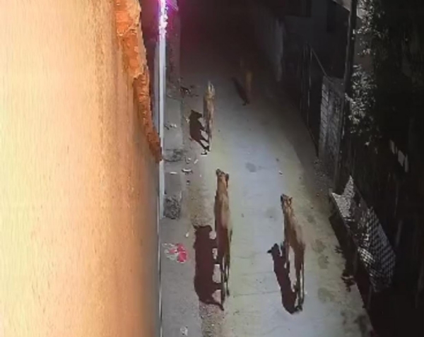 જાફરાબાદના ટીંબી નજીક 6 સિંહોનું ગામમાં કેટવૉક, શાણા વાંકિયા ગામમાં ચકચાર જાફરાબાદના ટીંબી નજીક 6 સિંહોનું ગામમાં કેટવૉક, શાણા વાંકિયા ગામમાં ચકચાર