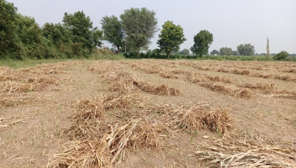 ઊંઝા તાલુકાના સુણક ગામમાં માવઠાથી ખેડૂતોને ભારે નુકસાન: કપાસ, જુવાર અને એરંડાના પાકને ફાટ્યો ઝાટકો ઊંઝા તાલુકાના સુણક ગામમાં માવઠાથી ખેડૂતોને ભારે નુકસાન: કપાસ, જુવાર અને એરંડાના પાકને ફાટ્યો ઝાટકો