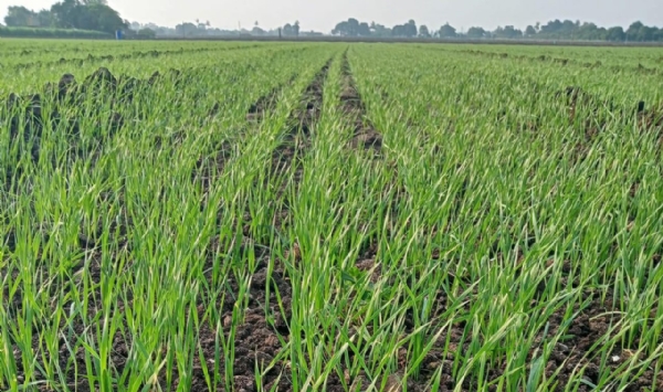 ઉત્તર ગુજરાતમાં ઘઉંની વાવણીનો સિઝન શરૂ: યોગ્ય જાત અને વૈજ્ઞાનિક ખેતીથી મળે વધુ ઉપજ