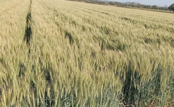 ઉત્તર ગુજરાતમાં ઘઉંની વાવણીનો સિઝન શરૂ: યોગ્ય જાત અને વૈજ્ઞાનિક ખેતીથી મળે વધુ ઉપજ