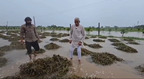 ધોધમાર વરસાદ ને લય ખેડૂતો ને ભારે નુકશાન ધોધમાર વરસાદ ને લય ખેડૂતો ને ભારે નુકશાન