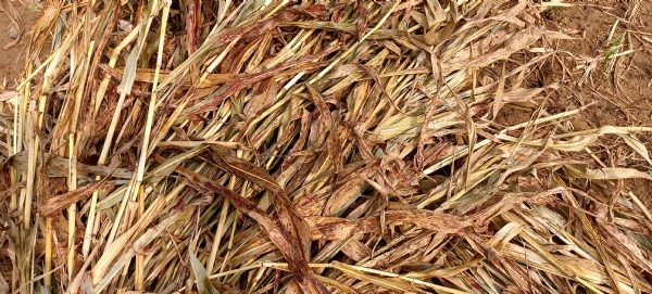 ઊંઝા તાલુકાના સુણક ગામમાં માવઠાથી ખેડૂતોને ભારે નુકસાન: કપાસ, જુવાર અને એરંડાના પાકને ફાટ્યો ઝાટકો ઊંઝા તાલુકાના સુણક ગામમાં માવઠાથી ખેડૂતોને ભારે નુકસાન: કપાસ, જુવાર અને એરંડાના પાકને ફાટ્યો ઝાટકો