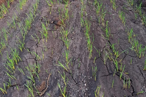 ઉત્તર ગુજરાતમાં ઘઉંની વાવણીનો સિઝન શરૂ: યોગ્ય જાત અને વૈજ્ઞાનિક ખેતીથી મળે વધુ ઉપજ