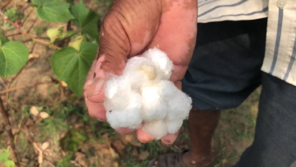 ઊંઝા તાલુકાના સુણક ગામમાં માવઠાથી ખેડૂતોને ભારે નુકસાન: કપાસ, જુવાર અને એરંડાના પાકને ફાટ્યો ઝાટકો ઊંઝા તાલુકાના સુણક ગામમાં માવઠાથી ખેડૂતોને ભારે નુકસાન: કપાસ, જુવાર અને એરંડાના પાકને ફાટ્યો ઝાટકો