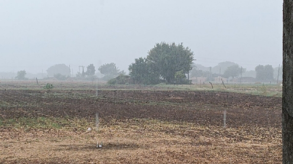 પોરબંદર જિલ્લામાં સાર્વત્રિક વરસાદી ઝાપટા: જગતના તાતા પર સંકટના વાદળો. પોરબંદર જિલ્લામાં સાર્વત્રિક વરસાદી ઝાપટા: જગતના તાતા પર સંકટના વાદળો.