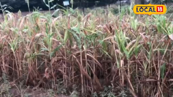 વરસાદથી ખેડૂત ચિંતિત – ડૉ. રમેશભાઈ પટેલે આપી તકેદારીની સલાહ વરસાદથી ખેડૂત ચિંતિત – ડૉ. રમેશભાઈ પટેલે આપી તકેદારીની સલાહ