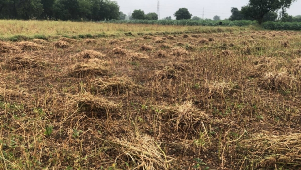 વરસાદથી ખેડૂત ચિંતિત – ડૉ. રમેશભાઈ પટેલે આપી તકેદારીની સલાહ વરસાદથી ખેડૂત ચિંતિત – ડૉ. રમેશભાઈ પટેલે આપી તકેદારીની સલાહ