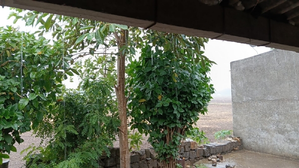 પોરબંદર જિલ્લામાં સાર્વત્રિક વરસાદી ઝાપટા: જગતના તાતા પર સંકટના વાદળો. પોરબંદર જિલ્લામાં સાર્વત્રિક વરસાદી ઝાપટા: જગતના તાતા પર સંકટના વાદળો.