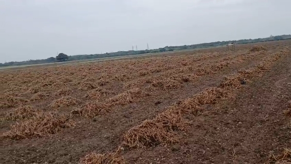 કમોસમી વરસાદને કારણે મગફળીના પાકને નુકસાન.