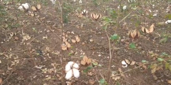 અમરેલીમાં સતત કમોસમી વરસાદથી ખેડૂતોની મુશ્કેલીમાં વધારો  કપાસ, સોયાબીનના પાકને નુકસાન, ખેડૂતોએ સહાયની માગણી કરી અમરેલીમાં સતત કમોસમી વરસાદથી ખેડૂતોની મુશ્કેલીમાં વધારો  કપાસ, સોયાબીનના પાકને નુકસાન, ખેડૂતોએ સહાયની માગણી કરી