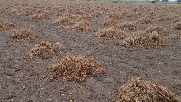 કમોસમી વરસાદને કારણે મગફળીના પાકને નુકસાન.