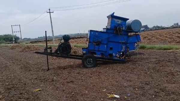 કમોસમી વરસાદને કારણે મગફળીના પાકને નુકસાન.