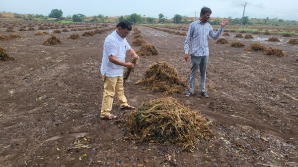 ધારાસભ્ય મહેશ કસવાલાની ખેડૂતો સાથે રૂબરૂ મુલાકાત — કમોસમી વરસાદથી થયેલા પાકના નુકસાનનું લીધું મેદાની અવલોકન