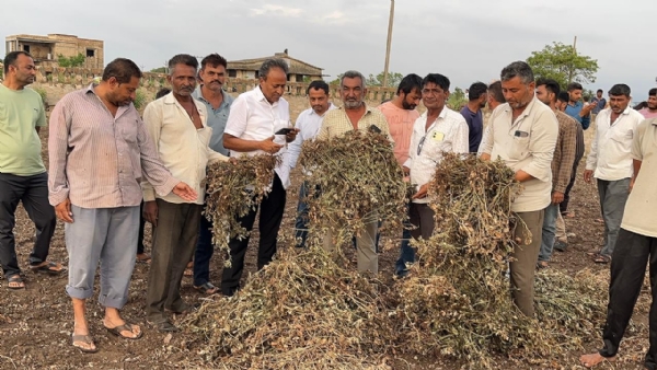 પોરબંદરના બરડા અને ઘેડ પંથકમાં મગફળીના પાકનું નિકંદન નીકળી ગયું. પોરબંદરના બરડા અને ઘેડ પંથકમાં મગફળીના પાકનું નિકંદન નીકળી ગયું.