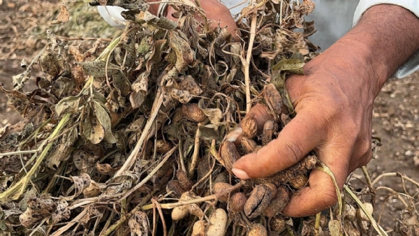 પોરબંદરના બરડા અને ઘેડ પંથકમાં મગફળીના પાકનું નિકંદન નીકળી ગયું. પોરબંદરના બરડા અને ઘેડ પંથકમાં મગફળીના પાકનું નિકંદન નીકળી ગયું.