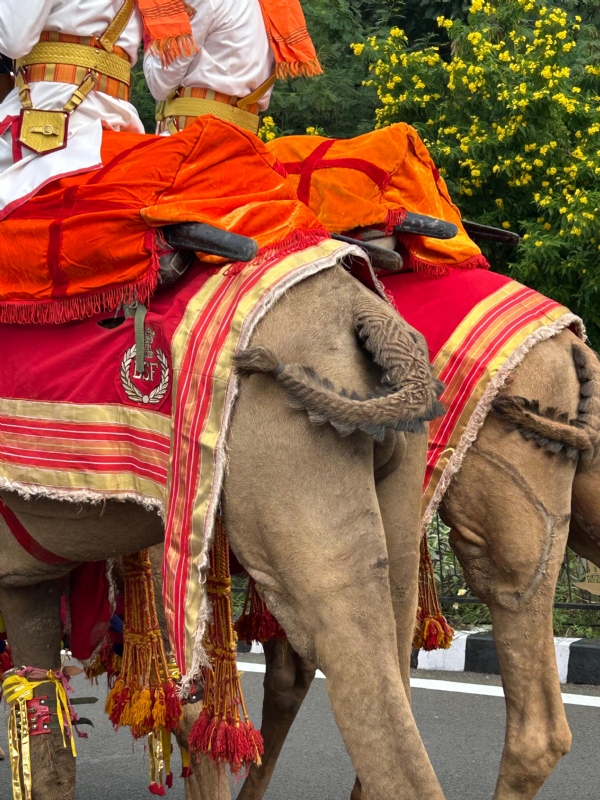 જોધપુરથી બાવન ઊંટ સાથે આવેલી બીએસએફની બે ટુકડી ભાગ લેશે