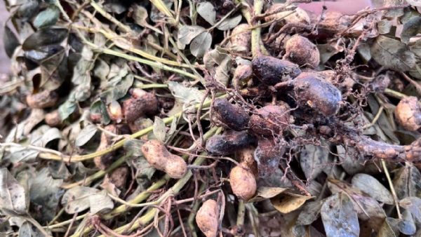 પોરબંદરના બરડા અને ઘેડ પંથકમાં મગફળીના પાકનું નિકંદન નીકળી ગયું. પોરબંદરના બરડા અને ઘેડ પંથકમાં મગફળીના પાકનું નિકંદન નીકળી ગયું.