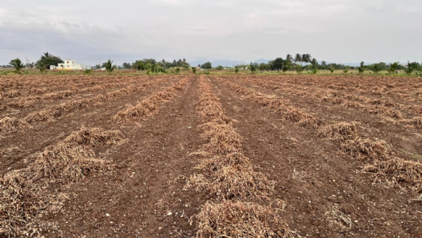 પોરબંદરના બરડા અને ઘેડ પંથકમાં મગફળીના પાકનું નિકંદન નીકળી ગયું. પોરબંદરના બરડા અને ઘેડ પંથકમાં મગફળીના પાકનું નિકંદન નીકળી ગયું.