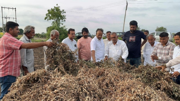 કમોસમી વરસાદને કારણે જિલ્લામાં મગફળીના પાકને વ્યાપક નુકસાન: જિલ્લા પંચાયત પ્રમુખ. કમોસમી વરસાદને કારણે જિલ્લામાં મગફળીના પાકને વ્યાપક નુકસાન: જિલ્લા પંચાયત પ્રમુખ.