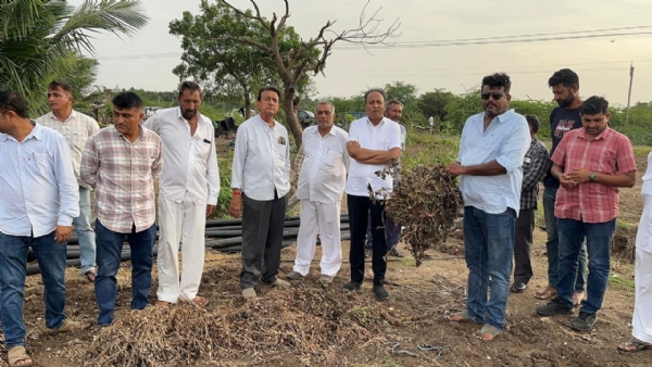 કમોસમી વરસાદને કારણે જિલ્લામાં મગફળીના પાકને વ્યાપક નુકસાન: જિલ્લા પંચાયત પ્રમુખ. કમોસમી વરસાદને કારણે જિલ્લામાં મગફળીના પાકને વ્યાપક નુકસાન: જિલ્લા પંચાયત પ્રમુખ.