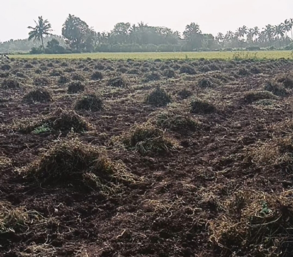 ખેડૂતો પર વધુ એક આફત,