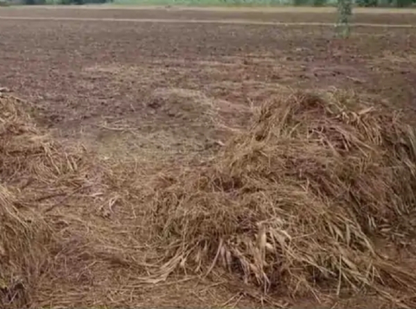 પાટણ જિલ્લામાં ખેડૂતોની કમોસમી વરસાદથી ખેતર અને પાકને ભારે નુકસાન પાટણ જિલ્લામાં ખેડૂતોની કમોસમી વરસાદથી ખેતર અને પાકને ભારે નુકસાન