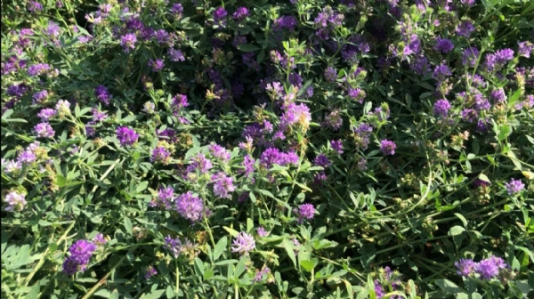 રજકાનું વાવેતર — પશુપાલકો માટે પોષક અને નફાકારક લીલો ચારો રજકાનું વાવેતર — પશુપાલકો માટે પોષક અને નફાકારક લીલો ચારો