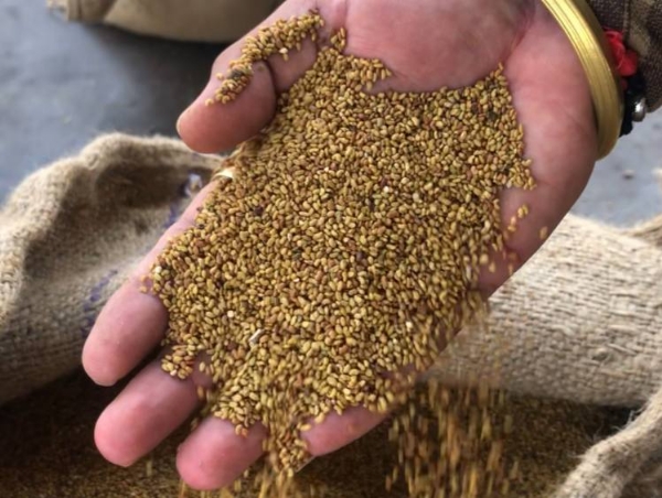 રજકાનું વાવેતર — પશુપાલકો માટે પોષક અને નફાકારક લીલો ચારો રજકાનું વાવેતર — પશુપાલકો માટે પોષક અને નફાકારક લીલો ચારો