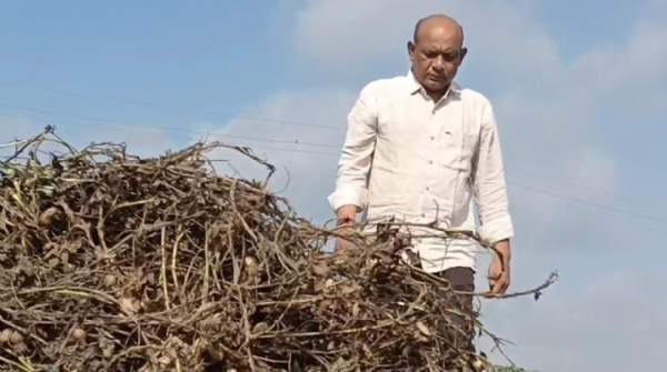 અમરેલી જિલ્લામાં પાછોતરા વરસાદથી મગફળીના પાથરા પલળી ગયા — સાંસદ ભરત સુતરીયાએ કર્યું જાત નિરીક્ષણ, ખેડૂતોની વેદનાને આપી વાચા