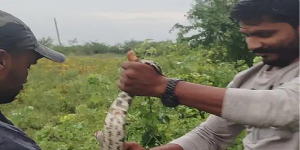 ઉનાના ઘાટલા વાડીમાં 5 ફૂટનો અજગર મળ્યો: વન વિભાગે સફળતાપૂર્વક રેસ્ક્યુ કરી જંગલમાં છોડયો