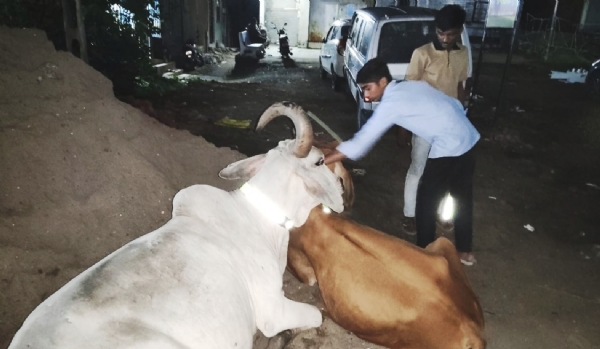 નેત્રંગ યુવા સંગઠનના યુવાનોએ રસ્તે રઝળતી ગાયોને રેડિયમ કોલર બાંધ્યા