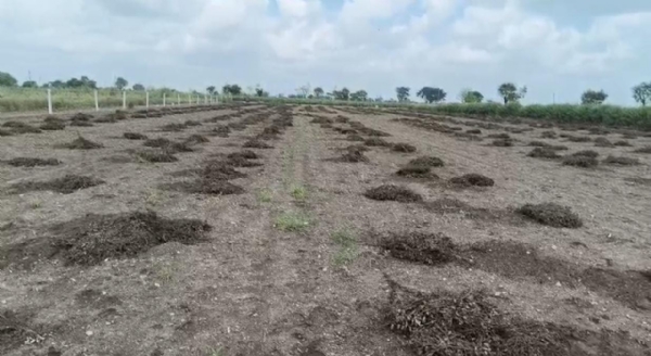 -ગીર પંથકમાં પાછોતરા વરસાદે ખેડૂતને રડાવ્યો : મગફળી-કપાસના પાકને ભારે નુકસાન, સહાયની માંગ ઉઠી