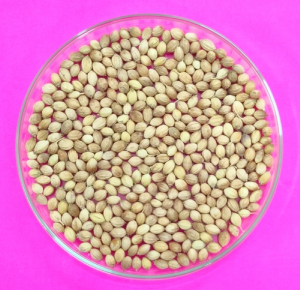 યુનિવર્સિટી દ્વારા વિકસાવેલ ધાણા
