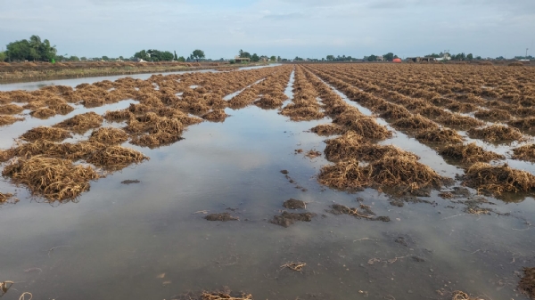 બરડા પંથકમાં ફરી ત્રણ થી પાંચ ઈંચ વરસાદ નોંધાયો.