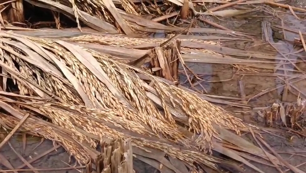 કડી તાલુકામાં ત્રીજા વર્ષે પણ ડાંગર પાકને માવઠાનો માર, ખેડૂતો વળતર માટે સરકારની રાહમાં