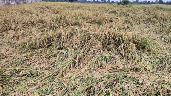 કડી તાલુકામાં ત્રીજા વર્ષે પણ ડાંગર પાકને માવઠાનો માર, ખેડૂતો વળતર માટે સરકારની રાહમાં