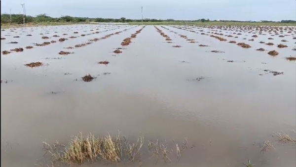 બરડા પંથકમાં ફરી ત્રણ થી પાંચ ઈંચ વરસાદ નોંધાયો.