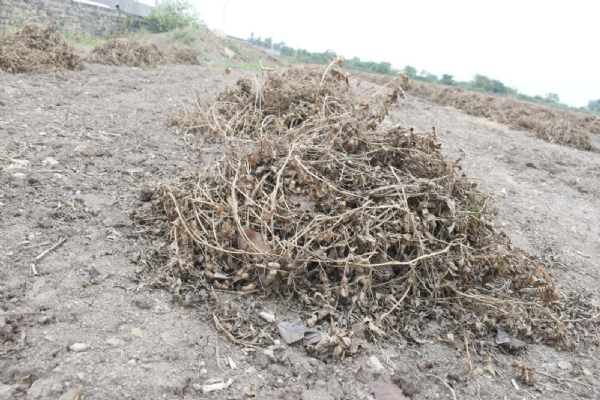 પોરબંદર જિલ્લામાં કમોસમી વરસાદના પગલે ઉભી થયેલી પરિસ્થિતિ અંગે અસરગ્રસ્ત ગામોની મુલાકાત કરતાં કેબિનેટ મંત્રી  અર્જુન મોઢવાડિયા.