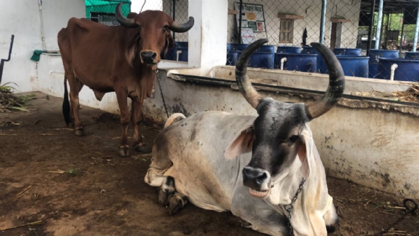 શિયાળામાં “ખરવા મોવાસા” રોગનો ખતરો, પશુઓને બચાવવા સમયસર રસીકરણ અનિવાર્ય