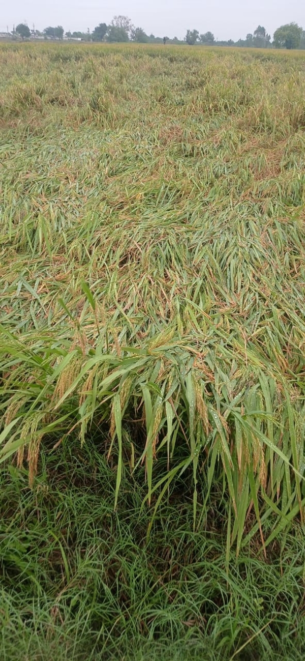 કડી તાલુકામાં ત્રીજા વર્ષે પણ ડાંગર પાકને માવઠાનો માર, ખેડૂતો વળતર માટે સરકારની રાહમાં