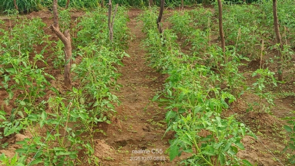 કડીના ખાખરીયા પટ્ટામાં માવઠાથી ટામેટા ખેડૂતોને ભારે નુકસાન