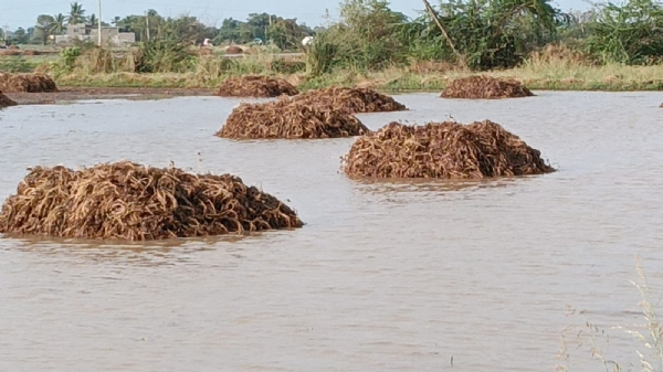 બરડા પંથકમાં ફરી ત્રણ થી પાંચ ઈંચ વરસાદ નોંધાયો.
