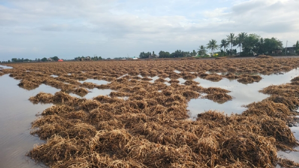 બરડા પંથકમાં ફરી ત્રણ થી પાંચ ઈંચ વરસાદ નોંધાયો.