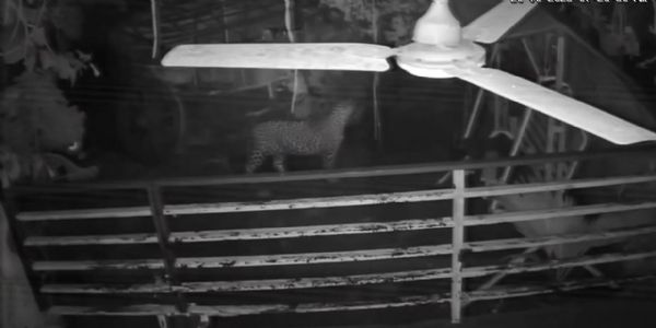 રાજુલા પંથકમાં સિંહ અને દીપડાના આંટાફેરા, લોકોમાં રોમાંચ સાથે ભય