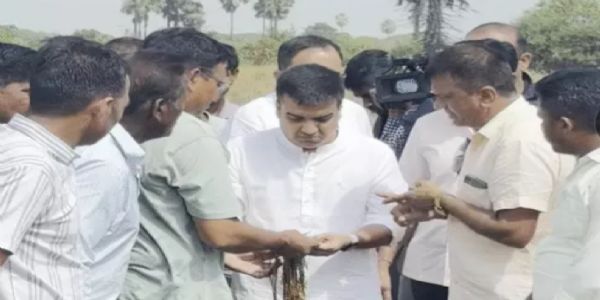 કમોસમી વરસાદે ડાંગરનું સ્વપ્ન ભાંગી નાખ્યું: નુકસાન નિહાળવા હર્ષ સંઘવી ખેતરે પહોંચ્યા