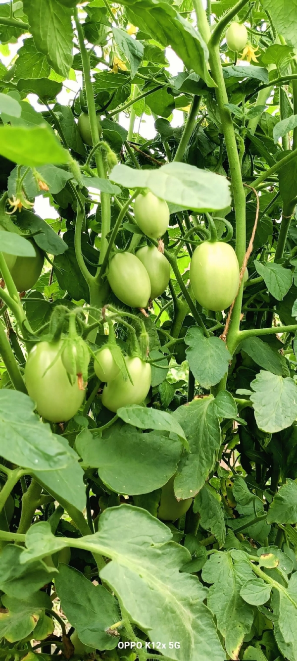 કડીના ખાખરીયા પટ્ટામાં માવઠાથી ટામેટા ખેડૂતોને ભારે નુકસાન